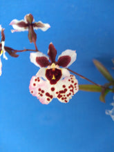 Load image into Gallery viewer, Orchid Seedling 50mm Pot size - Oncidium Tolumnia Capalaba Prime &#39;Whitey&#39; x Willowbank Strawberry &#39;Daphne&#39;
