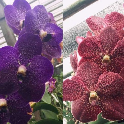 Orchid Seedling 50mm Pot size - Vanda (Pakchong x Kulvadee) x Rattana