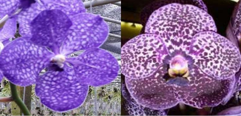 Orchid Seedling 50mm Pot size - Vanda Pakchong Blue x Kulvadee