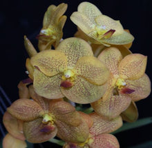 Load image into Gallery viewer, Orchid Seedling 50mm Pot size - Vanda Somsri Thai Spot
