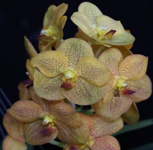 Orchid Seedling 50mm Pot size - Vanda Somsri Thai Spot