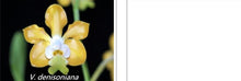 Load image into Gallery viewer, Orchid Seedling 50mm Pot Size - Vanda denisoniana - Species
