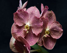 Load image into Gallery viewer, Orchid Seedling 50mm Pot size - Vanda Adisak Happiness
