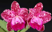 Load image into Gallery viewer, Orchid Seedling 50mm Pot size - Cattleya Rlc Water Song &#39;Water&#39;
