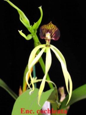 Orchid Seedling 50mm Pot Size - Encyclia cochleatum Species