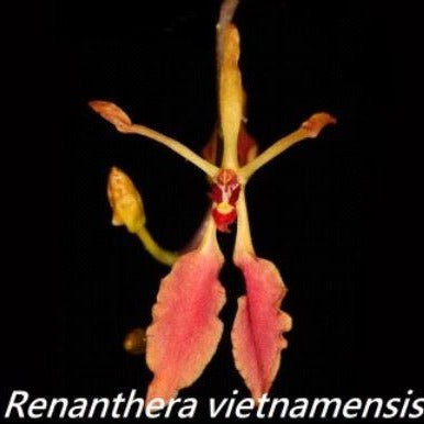 Flask - Renanthera vietnamensis - Species