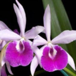 Orchid Seedling 50mm Pot size - Cattleya Bc Maria Hatnay x Melody Fair 'Carol'