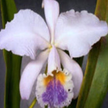 Load image into Gallery viewer, Orchid Seedling 50mm Pot size - Cattleya Intertexta
