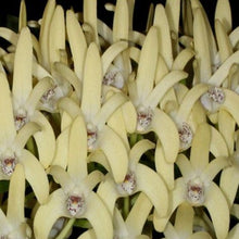Load image into Gallery viewer, Orchid Seedling 50mm Pot size - Dendrobium speciosum palmerston x winsome - Australian Native King Orchid
