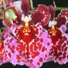 Load image into Gallery viewer, Orchid Seedling 50mm Pot size - Oncidium Tolumnia Capalaba Dusk ‘Fine Spots’ x Willowbank Strawberry ‘Daphne’
