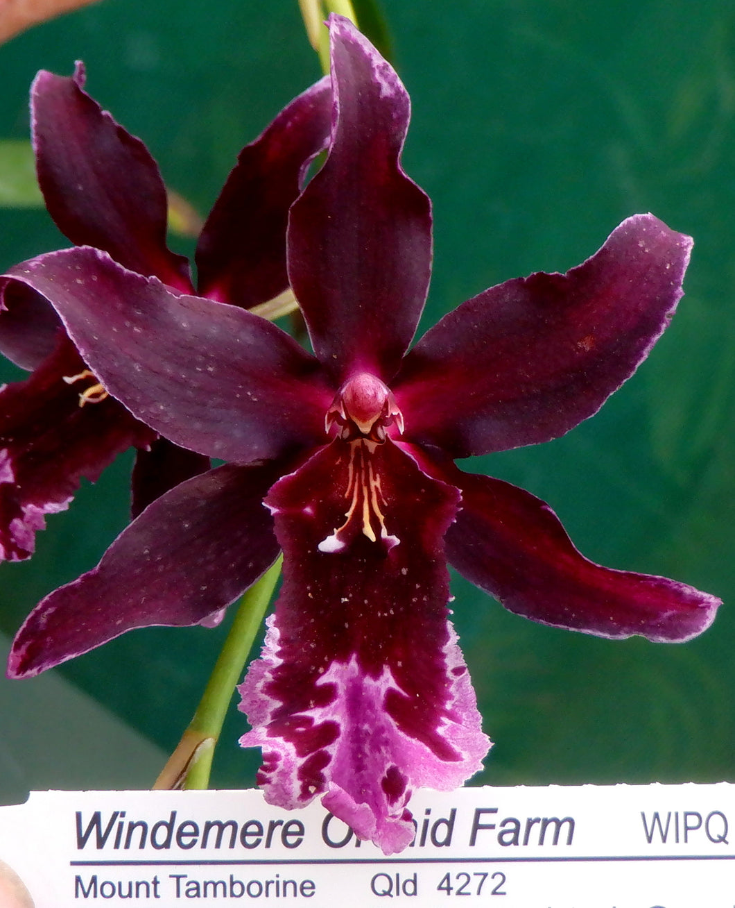 Flowering Size Plant - Oncidium Vuylstekeara Melissa Brianne 'Dark'