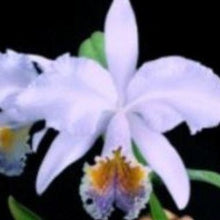 Load image into Gallery viewer, Orchid Seedling 50mm Pot size - Cattleya Canhamiana x mossiae coerulea
