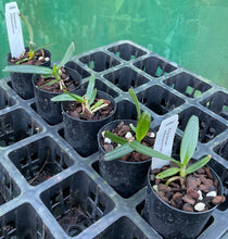 Load image into Gallery viewer, Orchid Seedling 50mm Pot Size - Angraeceum elephantinum - Species
