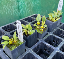Load image into Gallery viewer, Orchid Seedling 50mm Pot Size - Bulbophyllum lasiochilum x self - Species
