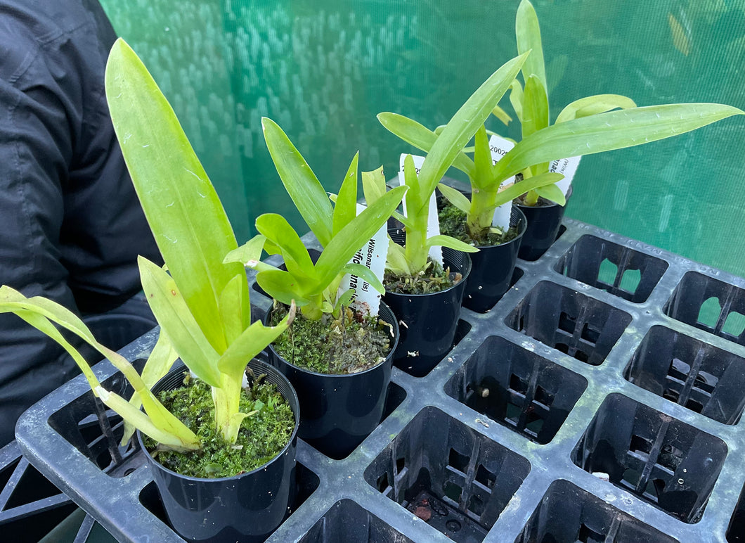 Orchid Seedling 50mm Pot Size - Oncidium Wilsonara Pacific Panache 'Fire Side Fever'