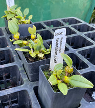 Load image into Gallery viewer, Orchid Seedling 50mm Pot Size - Bulbophyllum lasiochilum x self - Species
